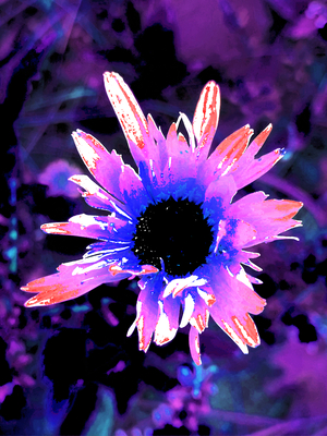 Abstract Pink and Purple Daisy Flower on a Dark Background
