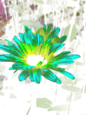 Abstract Summer Daisy Light