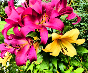 Intelligent Art Lily Flowers