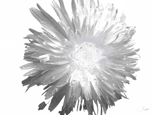 Pale Daisy Flower on a Pale Abstract Background