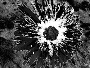 Darkly Monochrome Daisy Flower on a Dark Abstract Background