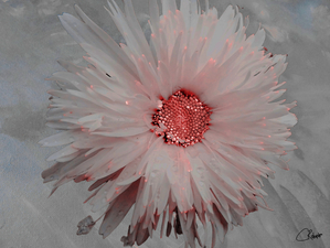 Abstract Daisy Flower in Pink with Abstract Background
