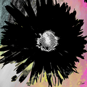 Black Daisy White Centre on a Coloured Abstract Background