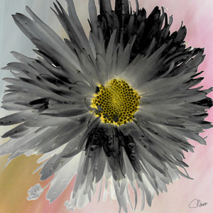 Grey Daisy on a Light Abstract Background