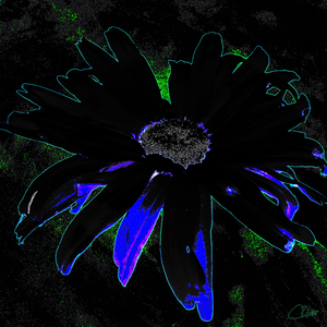 Dark Daisy with Green and Purple