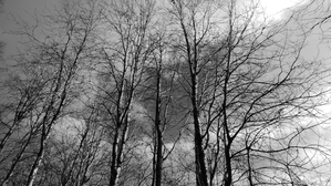 March Monochrome Birch Trees in the Scottish Highlands
