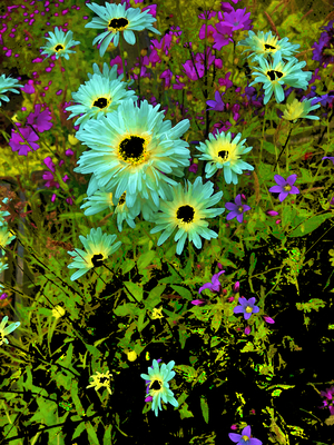 Abstract Vibrant Daises in the Garden