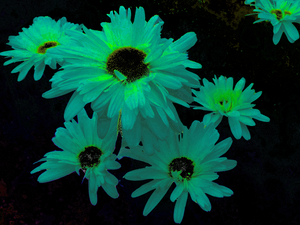 Abstract Green and Blue Daises