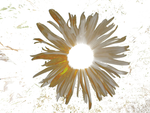 Abstract Daisy Light Star