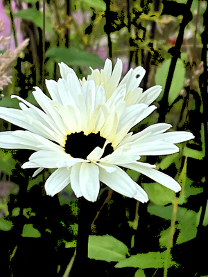 Abstract Close Up Summer Daisy Flower  