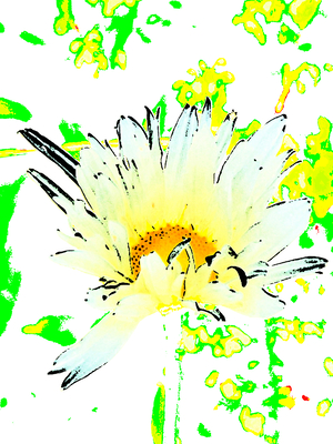 Abstract Summer Daisy Flower with a Yellow Centre