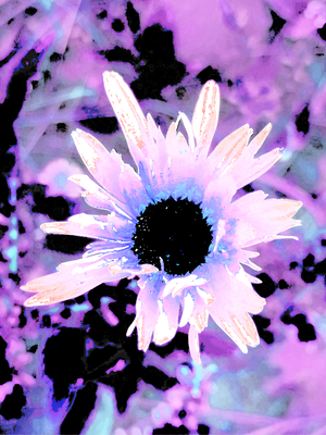 Abstract Surreal Contrasting Daisy Flower