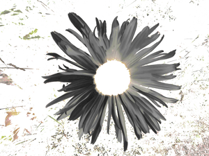 Abstract Dark Daisy Star Light