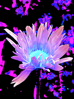 Abstract Summer Daisy Flower in Pinks and Purples 