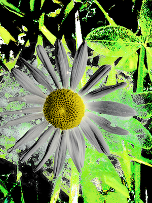 Cool Abstract Contrasting Daisy
