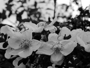 Impressionistic Black and White Dog Wood Blooms