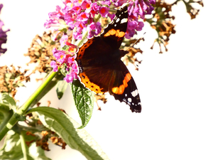  Butterfly on Buddleia 
