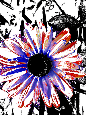 Abstract Vibrant Contrasting Daisy Flower