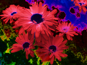 Abstract Red Daises