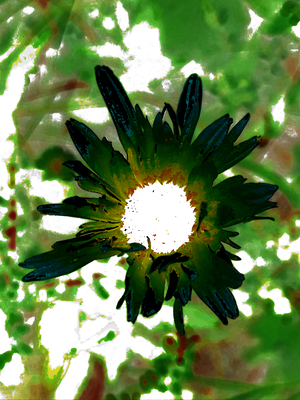Abstract Dark Green Daisy Flower