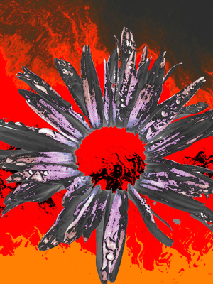 Abstract Fiery Daisy Flower