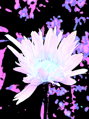 Abstract Summer Neon Daisy Flower
