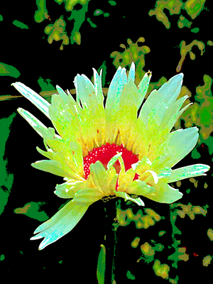 Abstract Summer Daisy Flower