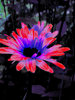  Abstract Garden Summer Daisy Flower