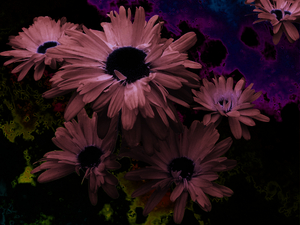Abstract Deep Purple Daises 