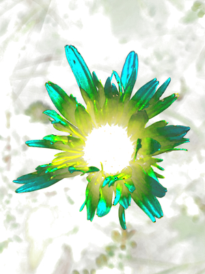 Abstract Daisy Flowers Light