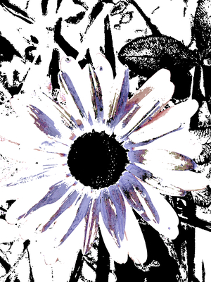 Abstract Large Blooming Daisy 