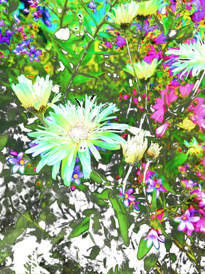 Vibrant Cottage Garden Daises