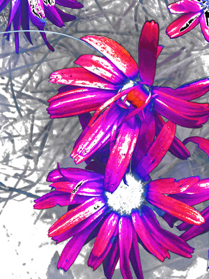 Abstract Daisy Flowers in Pink and Purples