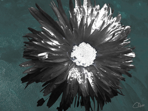 White Centred Silver Daisy on a Dark Abstract Background