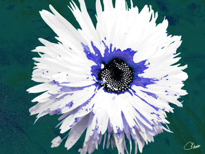 Abstract Linear Inverted Double White Daisy Flower
