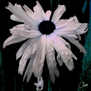 Dark Centred Daisy on a Dark Abstract Background