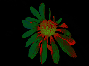 Abstract  Dramatic Cone Flower 