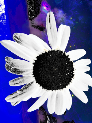 Abstract Black Centred Daisy on a Dramatic Abstract  Background