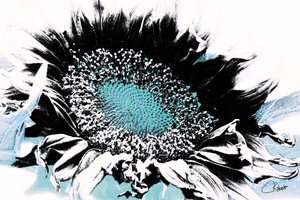 Sunflower Head Monochrome and Turquoise