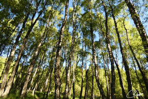 Birch Tree Glory in the Scottish Highlands