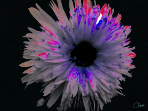  Dark Abstract Pink Daisy on a Black Background