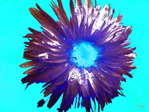 Dark Daisy with Turquoise Centre on an Abstract Turquoise Background