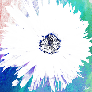 Pale White Daisy Flower on a Coloured Abstract Background