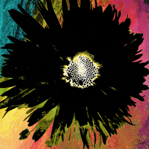 Dark Daisy on Colourful Background