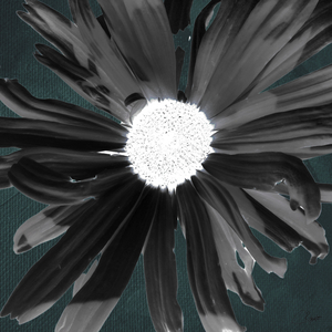 Dark Daisy White Centre on a Dark Abstract Background