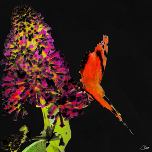 Dark Buddleia Flower with a Butterfly
