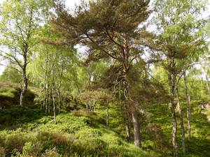 Fairy Tale Lands of the Scottish Highlands.