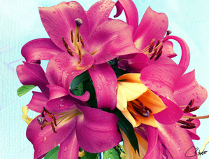  Vibrant lilies