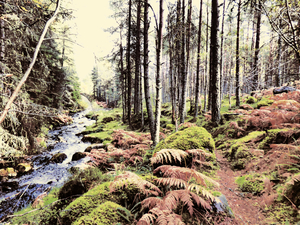 Magical Autumnal Falls Forest Walk through the Scottish Highlands