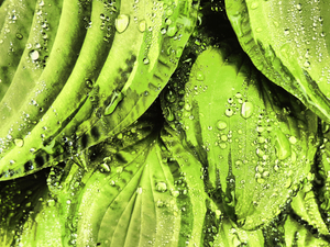 Rainy Hosta Leaves in Intelligent Art Nature Photography
